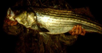 Click image for larger version. 

Name:	4-22-13 bay bass 35 in cropped.jpg 
Views:	41 
Size:	15.5 KB 
ID:	16880