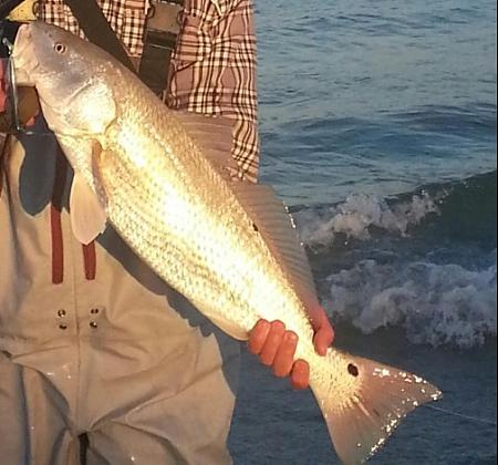 Click image for larger version. 

Name:	late oct NJ surf redfish cropped.jpg 
Views:	2 
Size:	35.6 KB 
ID:	17670