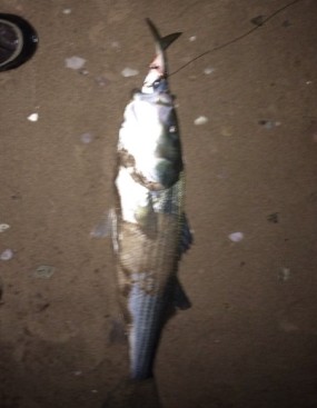 Click image for larger version. 

Name:	4-19-14 smallest bass 28 inch cropped.jpg 
Views:	31 
Size:	19.5 KB 
ID:	18163