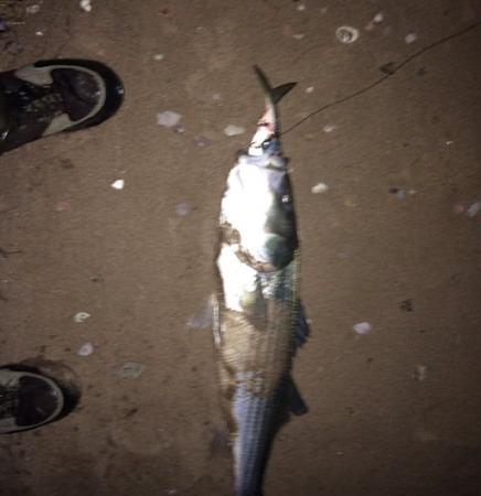 Click image for larger version. 

Name:	4-20-14 tcb cropped small keeper bass eating big bunker.jpg 
Views:	1 
Size:	24.4 KB 
ID:	18482