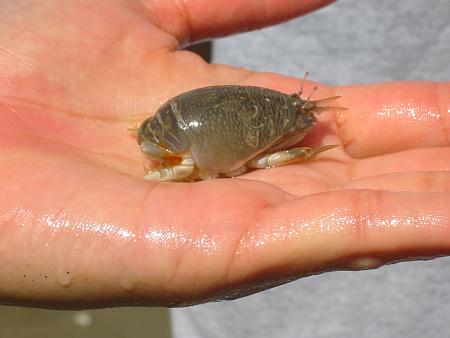 Click image for larger version. 

Name:	mole crab.jpg 
Views:	2 
Size:	35.5 KB 
ID:	18629
