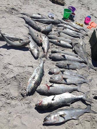 bluefish massacre.jpg