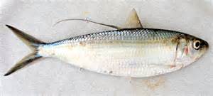 thread fin herring[atlantic].jpg