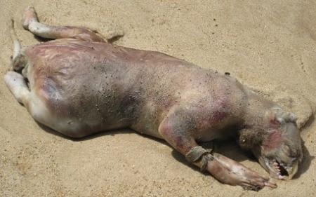 Montauk sea monster carcass.jpg