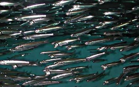 Click image for larger version. 

Name:	bay anchovies.jpg 
Views:	0 
Size:	56.8 KB 
ID:	7375