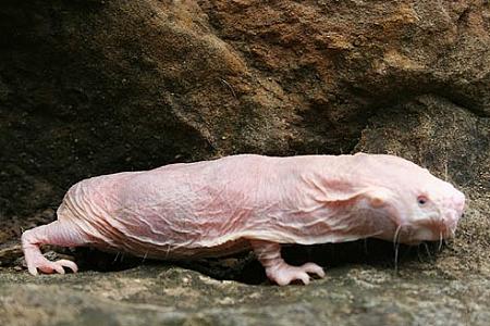 Click image for larger version. 

Name:	mole rat1.jpg 
Views:	0 
Size:	62.0 KB 
ID:	9210