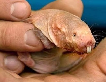 Click image for larger version. 

Name:	mole rat2.jpg 
Views:	8 
Size:	29.2 KB 
ID:	9211