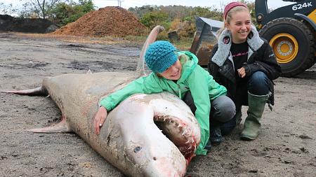 Click image for larger version. 

Name:	42312408-great-white-shark-dead.jpg 
Views:	0 
Size:	30.8 KB 
ID:	20767