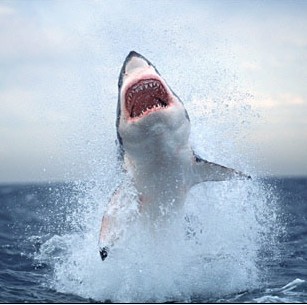 great white shark.jpg
