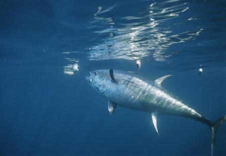Click image for larger version. 

Name:	bluefin-tuna.jpg 
Views:	0 
Size:	19.8 KB 
ID:	4220