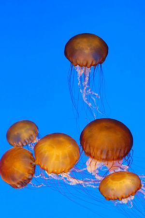 Click image for larger version. 

Name:	Six-Sea-Nettles.jpg 
Views:	0 
Size:	44.6 KB 
ID:	11607