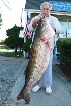 Click image for larger version. 

Name:	willie young Montauk bass 10-08 52 lb.jpg 
Views:	40 
Size:	42.0 KB 
ID:	4610