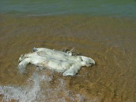 Click image for larger version. 

Name:	dead-turtle-washed-up.jpg 
Views:	2 
Size:	35.2 KB 
ID:	6684