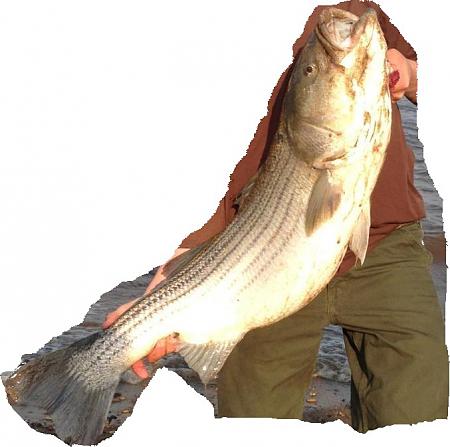 Click image for larger version. 

Name:	4-8-13 bay bass 28lbs cropped.jpg 
Views:	13 
Size:	76.4 KB 
ID:	16818