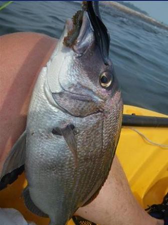 Click image for larger version. 

Name:	9-24-10 jumbo porgy 14 in.jpg 
Views:	2 
Size:	39.5 KB 
ID:	12114