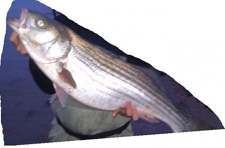 Click image for larger version. 

Name:	March 2012  bass 25lbs cropped.jpg 
Views:	3 
Size:	47.4 KB 
ID:	15093