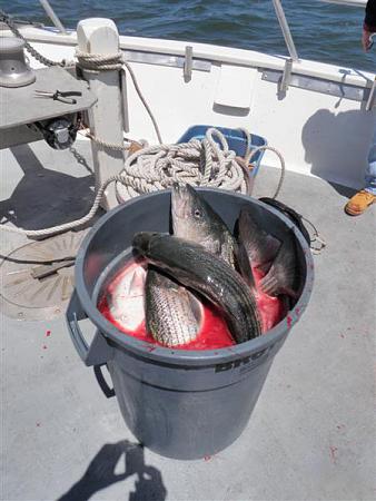 Click image for larger version. 

Name:	may 4 dead bass 1.jpg 
Views:	1 
Size:	49.8 KB 
ID:	17023
