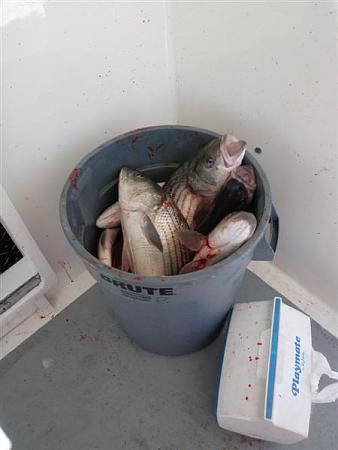 Click image for larger version. 

Name:	may 4 dead bass 2.jpg 
Views:	1 
Size:	31.3 KB 
ID:	17024