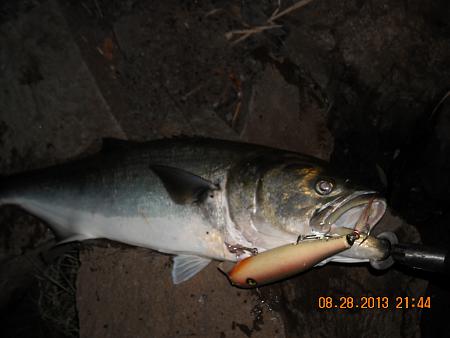 Click image for larger version. 

Name:	H-H fishy stuff pix 058.jpg 
Views:	4 
Size:	57.9 KB 
ID:	17507