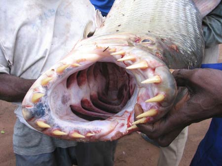 congo-fish-teeth-01.jpg
