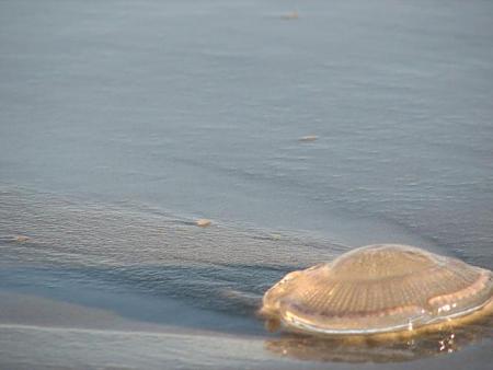 Click image for larger version. 

Name:	jellyfish IMG_0707.jpg 
Views:	0 
Size:	32.0 KB 
ID:	4251