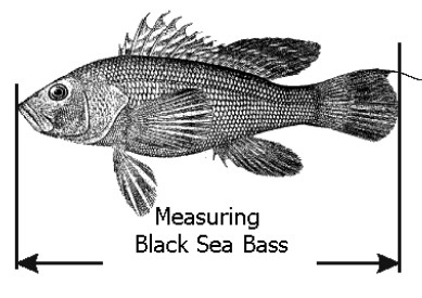 Click image for larger version. 

Name:	2010 sea bass measurement.jpg 
Views:	15 
Size:	30.8 KB 
ID:	8998