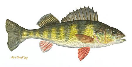 Click image for larger version. 

Name:	Yellow-Perch-A.jpg 
Views:	1 
Size:	38.9 KB 
ID:	9201