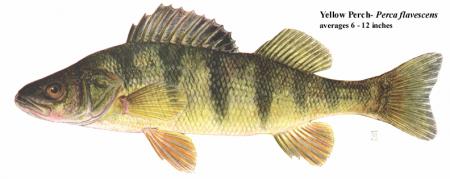 Click image for larger version. 

Name:	yellowperch.jpg 
Views:	1 
Size:	35.3 KB 
ID:	9203
