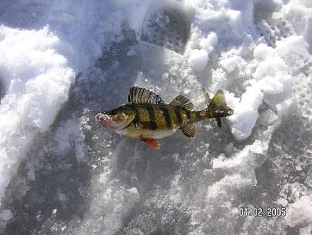 Click image for larger version. 

Name:	icefishing6.jpg 
Views:	1 
Size:	82.7 KB 
ID:	9204