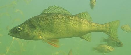 Click image for larger version. 

Name:	Yellow Perch_jpg.jpg 
Views:	1 
Size:	37.1 KB 
ID:	9200