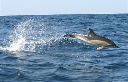 Click image for larger version. 

Name:	Dolphin1.JPG 
Views:	0 
Size:	41.4 KB 
ID:	4226