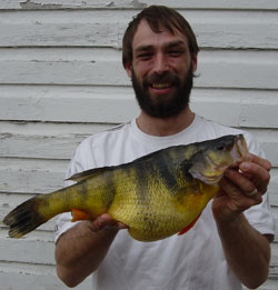 Click image for larger version. 

Name:	2007record_yellow_perch.jpg 
Views:	10 
Size:	16.6 KB 
ID:	9408