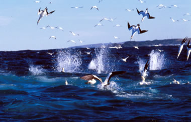 Click image for larger version. 

Name:	gannets.jpg 
Views:	45 
Size:	26.2 KB 
ID:	10730