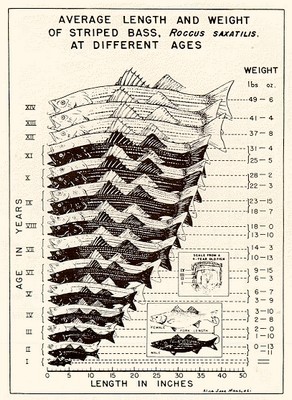 striped bass growth chart.jpg