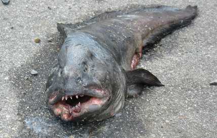 Click image for larger version. 

Name:	wolffish.jpg 
Views:	6 
Size:	20.2 KB 
ID:	4866