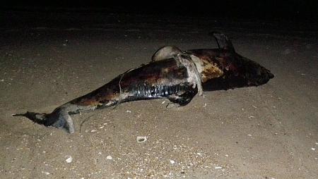 Click image for larger version. 

Name:	2010_8_8_dead_Dolphin_1.jpg 
Views:	6 
Size:	88.7 KB 
ID:	11893
