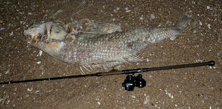 Click image for larger version. 

Name:	2010_6_120_dead_Striper_40_inches.jpg 
Views:	4 
Size:	104.8 KB 
ID:	11896