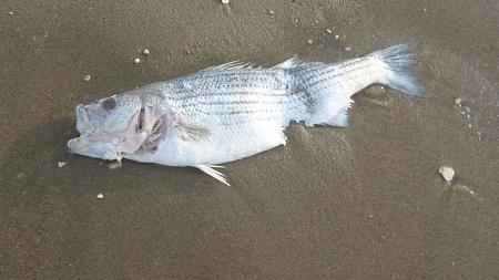 Click image for larger version. 

Name:	2010_6_6_dead_Striper_1.jpg 
Views:	5 
Size:	102.5 KB 
ID:	11897