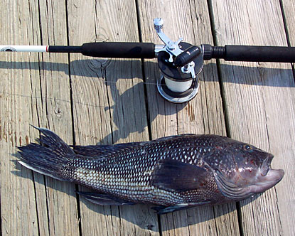 Click image for larger version. 

Name:	sea bass.jpg 
Views:	7 
Size:	59.5 KB 
ID:	4699
