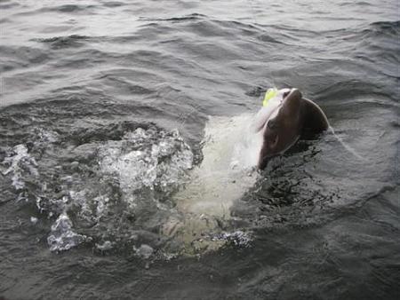Click image for larger version. 

Name:	cow nose ray head shot.jpg 
Views:	2 
Size:	54.4 KB 
ID:	4057