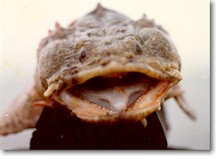Click image for larger version. 

Name:	Oystercracker toadfish.jpg 
Views:	97 
Size:	10.0 KB 
ID:	4065