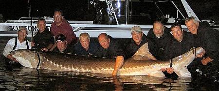 Click image for larger version. 

Name:	sturgeon off Ammo pier.jpg 
Views:	0 
Size:	65.4 KB 
ID:	4068