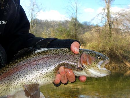 Click image for larger version. 

Name:	march11trout 3.jpg 
Views:	0 
Size:	39.2 KB 
ID:	20890