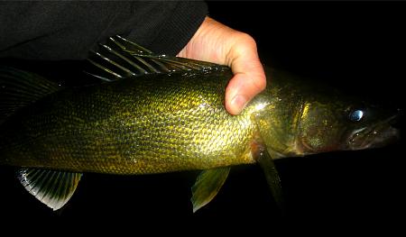 Click image for larger version. 

Name:	walleye 10-16.jpg 
Views:	0 
Size:	35.7 KB 
ID:	21222