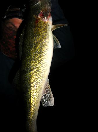 Click image for larger version. 

Name:	walleye 10-5.jpg 
Views:	0 
Size:	31.5 KB 
ID:	21223