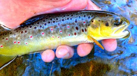 Click image for larger version. 

Name:	trout12.jpg 
Views:	0 
Size:	41.4 KB 
ID:	21237