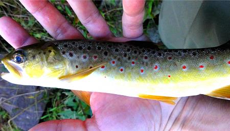 Click image for larger version. 

Name:	trout8.jpg 
Views:	0 
Size:	39.4 KB 
ID:	21241