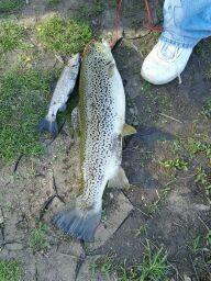 Click image for larger version. 

Name:	8 lb trout NJ essex county apr 2012.jpg 
Views:	16 
Size:	16.2 KB 
ID:	15192