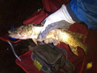 Click image for larger version. 

Name:	FW 5-20-14 pickerel.jpg 
Views:	10 
Size:	13.3 KB 
ID:	18475
