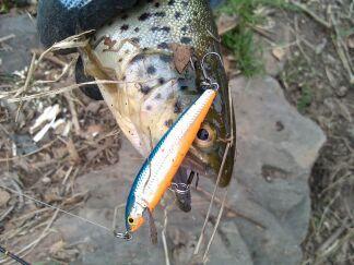 Click image for larger version. 

Name:	FW 5-20-14 trout rapala plug.jpg 
Views:	10 
Size:	20.4 KB 
ID:	18477